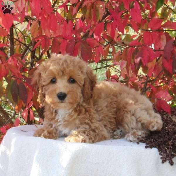 Charity, Cavapoo Puppy